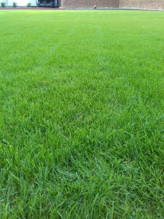 Этот газон был уложен в 2018 году в КП Загородный клуб. Фото выполнено в 2020г.

