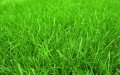 Рулонный газон Стандарт  0.4х2м